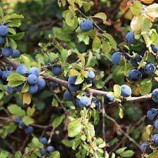 Attēlu rezultāti vaicājumam “Prunus spinosa”