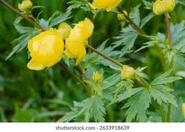 Attēlu rezultāti vaicājumam “Trollius europaeus leaf”
