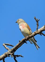 Attēlu rezultāti vaicājumam “Carduelis cannabina adult”
