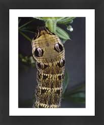 Attēlu rezultāti vaicājumam “Deilephila elpenor larva”