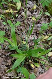 Attēlu rezultāti vaicājumam “Carex arenaria  leaf”