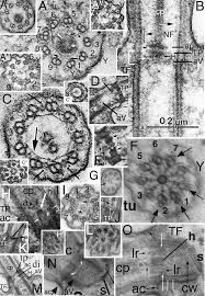Attēlu rezultāti vaicājumam “Symphytocarpus impexus young”