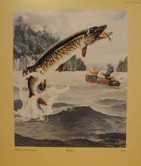 Image result for Esox masquinongy