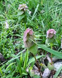 Attēlu rezultāti vaicājumam “Lamium purpureum leaf”