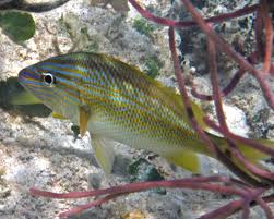 Image result for Haemulon plumierii