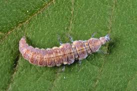 Attēlu rezultāti vaicājumam “Drepanepteryx phalaenoides”