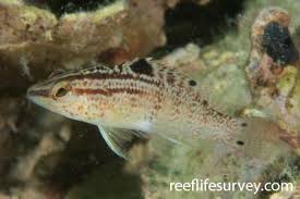 Image result for Serranus atricauda