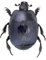 Attēlu rezultāti vaicājumam “Hypocaccus rugiceps”