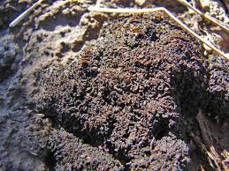 Attēlu rezultāti vaicājumam “Collema”