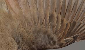 Attēlu rezultāti vaicājumam “Sylvia curruca adult”