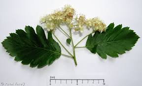 Attēlu rezultāti vaicājumam “Sorbus intermedia”