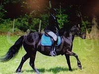 Image result for Ayr Riding Club