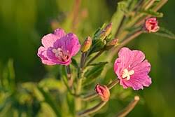 Attēlu rezultāti vaicājumam “Epilobium hirsutum flower”