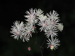 Attēlu rezultāti vaicājumam “Thalictrum aquilegifolium bud”