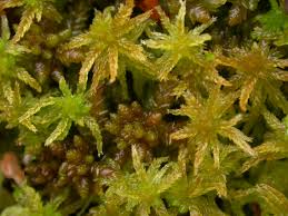 Attēlu rezultāti vaicājumam “Sphagnum tenellum”