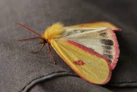 Attēlu rezultāti vaicājumam “Diacrisia sannio larva”