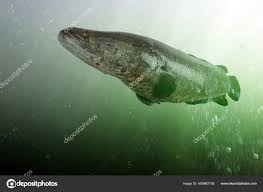 Image result for Channa argus