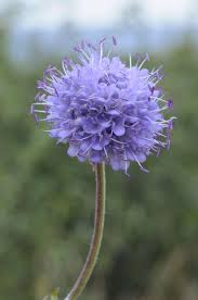 Image result for Succisa pratensis