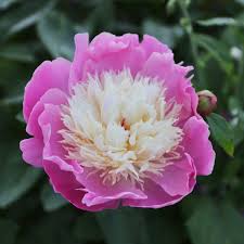 Attēlu rezultāti vaicājumam “Paeonia lactiflora”
