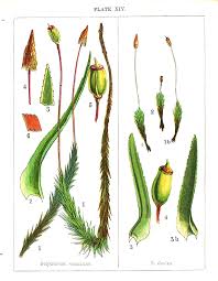 Attēlu rezultāti vaicājumam “Polytrichum commune var. perigoniale”