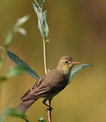 Image result for Hippolais caligata