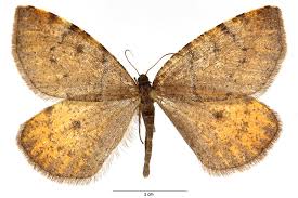 Attēlu rezultāti vaicājumam “Epirranthis diversata”