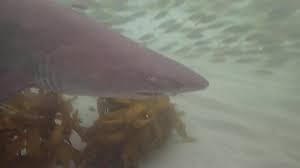 Image result for Wyndley NSC Snorkelling Club