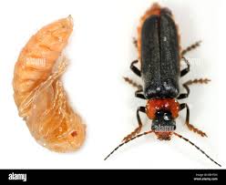 Attēlu rezultāti vaicājumam “Cantharis fusca”