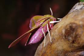 Attēlu rezultāti vaicājumam “Deilephila elpenor imago”