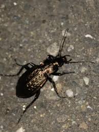 Attēlu rezultāti vaicājumam “Carabus granulatus”