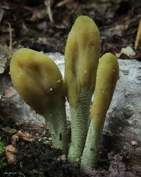 Attēlu rezultāti vaicājumam “Ombrophila violacea spores”