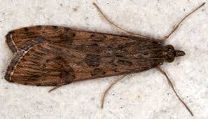 Attēlu rezultāti vaicājumam “Nomophila noctuella”