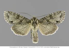 Attēlu rezultāti vaicājumam “Polia nebulosa”