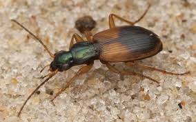 Attēlu rezultāti vaicājumam “Anchomenus dorsalis”