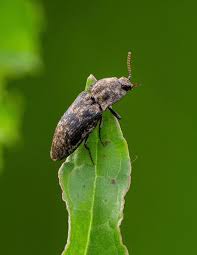 Attēlu rezultāti vaicājumam “Agrypnus murinus”