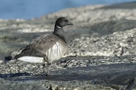 Attēlu rezultāti vaicājumam “Branta bernicla adult”