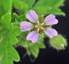 Attēlu rezultāti vaicājumam “Geranium pusillum leaf”