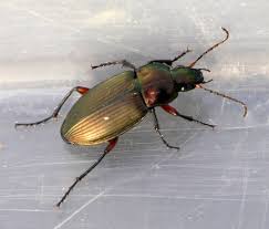 Attēlu rezultāti vaicājumam “Poecilus cupreus”