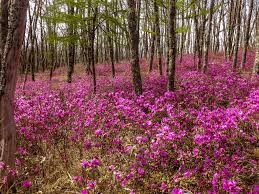 Attēlu rezultāti vaicājumam “Rhododendron sichotense flower”