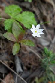 Attēlu rezultāti vaicājumam “Trientalis europaea leaf”
