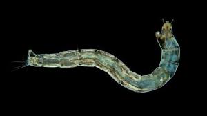 Attēlu rezultāti vaicājumam “Chironomidae larvae”