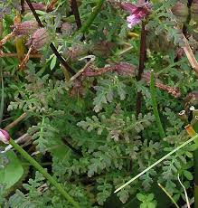 Attēlu rezultāti vaicājumam “Pedicularis palustris flower”