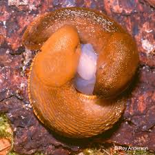 Attēlu rezultāti vaicājumam “Arion lusitanicus adult”