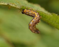 Attēlu rezultāti vaicājumam “Argidae larva”