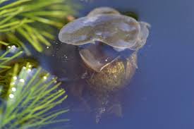 Attēlu rezultāti vaicājumam “Lymnaea stagnalis”