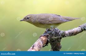 Attēlu rezultāti vaicājumam “Sylvia borin”