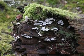 Attēlu rezultāti vaicājumam “Postia floriformis”