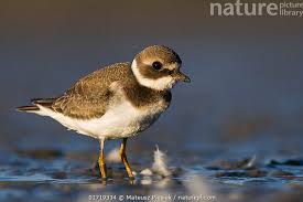 Attēlu rezultāti vaicājumam “Charadrius hiaticula”
