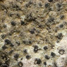 Attēlu rezultāti vaicājumam “Verrucaria hydrela”