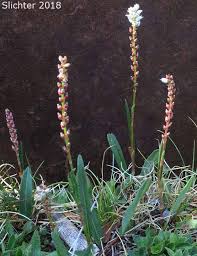 Attēlu rezultāti vaicājumam “Bistorta vivipara flower”